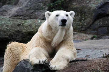 Rolgordijnen White polar bear portrait © Speedfighter