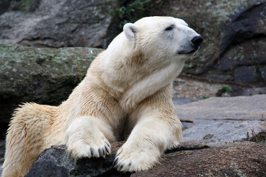 Polar bear on rock