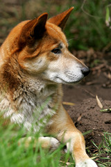 Australian Dingo