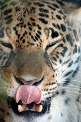 Fototapeta na wymiar Leopard licking lips