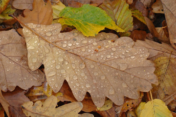                                Feuilles mortes,Aisne,Picardie