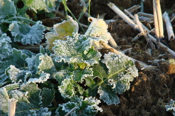 Feuilles gel&eacute;es de betterave,Aisne