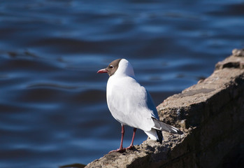 The seagull on coast
