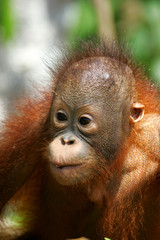 Orangutan