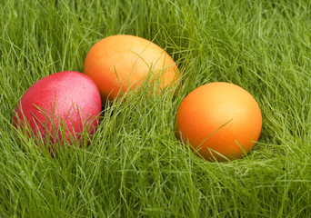 easter eggs in grass