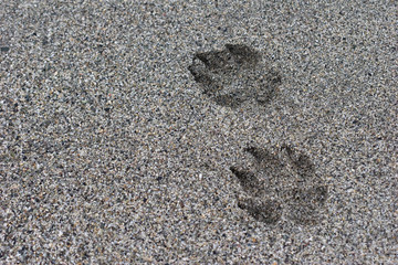 Hundespur am Strand