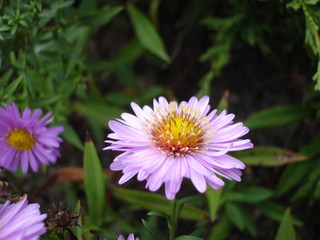 Obraz premium Fresh Flower