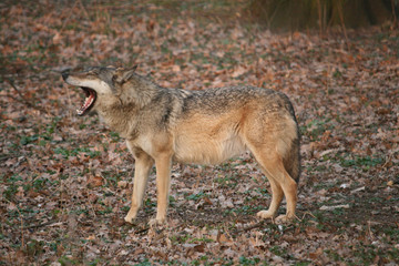 Naklejka na ściany i meble Yawning wolf