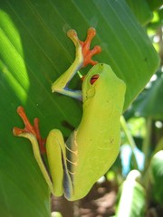 big red eyed tree frog on a leaf with natural background