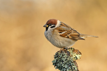 Sparrow