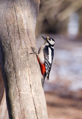 woodpecker