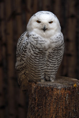 Schneeeule
