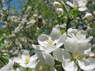 Spring.  Bee flies to  flower of  apple-tree. Garden.