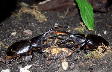 two beetles fighting