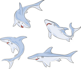 four pictures of a young shark