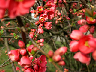 Frühlingserwachen in Rot -2