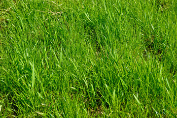 green grass background