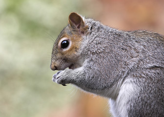 Grey Squirrel Profile