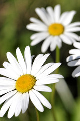 Obraz premium A compter