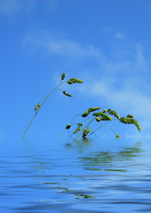 hierbas en el agua