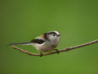 Long-tailed Tit (Aegithalos caudatus)