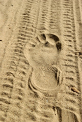 track of foot