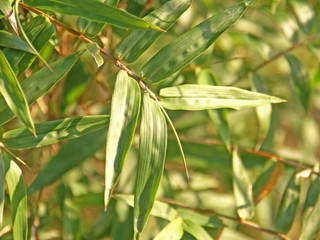 feuilles de bambou