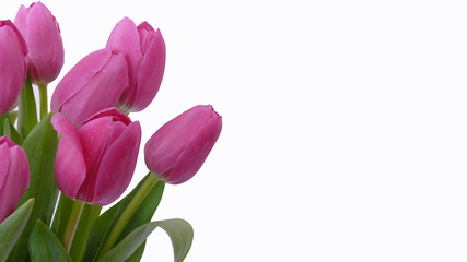 Muttertag,Tulpen