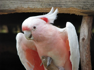 major mitchell cockatoo or pink cockatoo © susan flashman