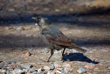 jackdaw