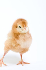 Obraz premium Bold Little Chicken