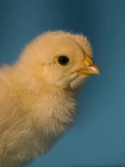 Easter chicken