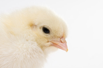 Macro of Head of Easter Chick