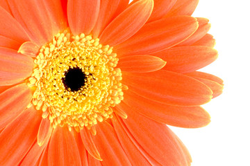 orange gerbera flower isolated on white background