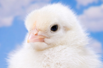 Macro Headshot of Easter Chicken