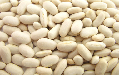 Bean common white