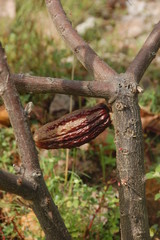 Cacao tree