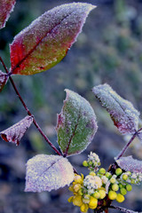 mahonia in frost