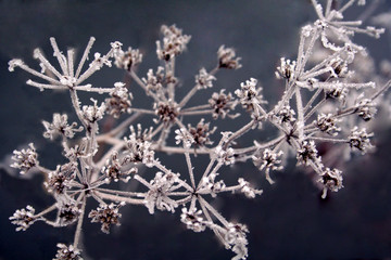frosted umbels