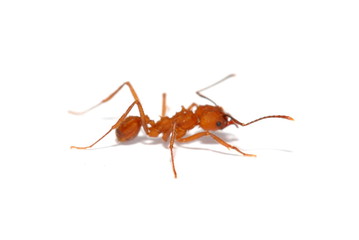 Ant