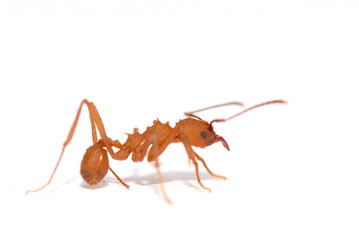 Ant