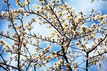 Easter flowers