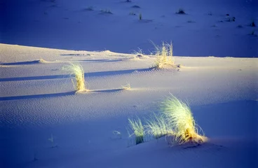 Gordijnen Woestijnstruik © rcaucino
