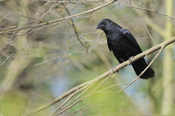 corbeau © NICOLAS LARENTO
