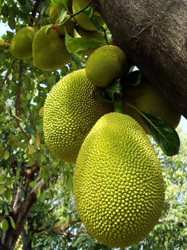 fruit exotique, jacque fruit du jacquier