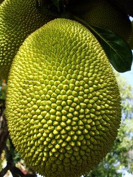 gros plan sur ti'jacque, fruit du jacquier