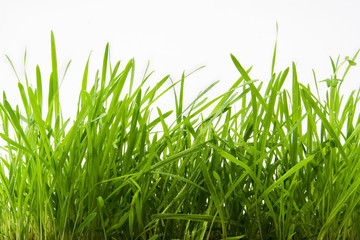 Fototapeta premium the fresh green grass