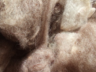 raw wool