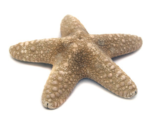 great sea star isolated on white