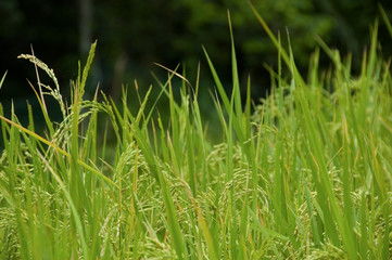 Obraz premium Rice field close-up